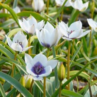 Tulpan 'Alba Coerulea'