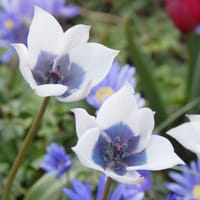Tulpan 'Alba Coerulea'