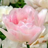 Tulpan 'Angelique'