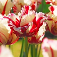 Tulpan 'Estella Rijnveld'