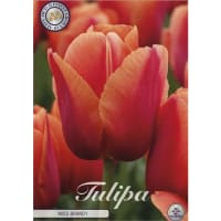 Tulpan Miss Brandy svs.