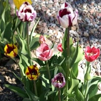Rembrandttulpan, mix