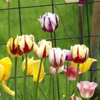 Rembrandttulpan, mix