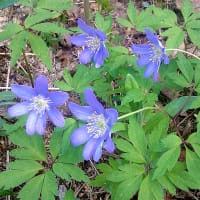 Vitsippa 'Royal Blue' 