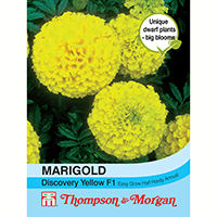 Stor tagetes 'Discovery Yellow' F1