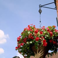 Ampelhängare, Hi-Lo