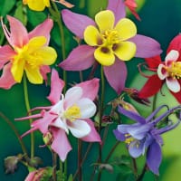 Frö till Akleja 'McKana Giants'