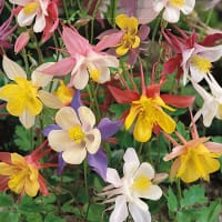 Akleja 'McKana Giant Mixed'