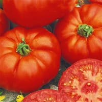 Bifftomat 'Pantani Romanesco', ekologisk