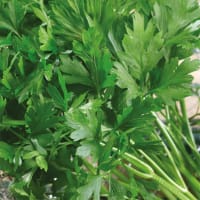 Bladpersilja 'Gigante d'Italia', ekologisk 