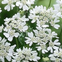 Blomsterkörvel 'White lace'