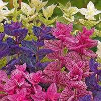 Broksalvia 'Bouquet', mix