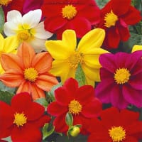 Sommardahlia 'Mignon', mix