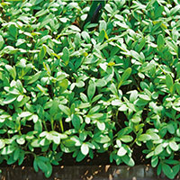 Frö till Bredbladig smörgåskrasse, Lepidium sativum