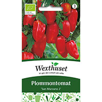 Plommontomat, Solanum lycopersicum var. pruniforme 'San Marzano 2'