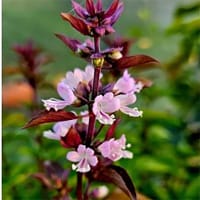 Basilika 'Everleaf thai towers' i trädgården