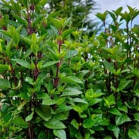 Basilika 'Everleaf thai towers' i trädgården