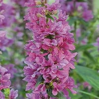 Fackelblomster 'Red Hybrids'