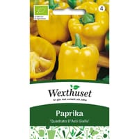 Paprika 'Quadrato D'Asti Giallo', ekologisk