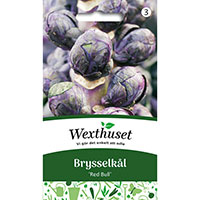 Frö till Brysselkål, Brassica oleracea 'Red Bull'