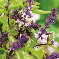 Kanelbasilika, ekologisk