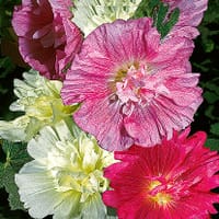 Stockros 'Majorette' mix