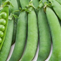 Frö till Ärta 'Alexandra'