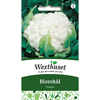 Blomkål, Brassica oleracea 'Erfurt'