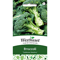 Frö till Broccoli, Brassica oleracea 'Calabrese Natalino'