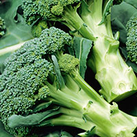 Frö till Broccoli, Brassica oleracea 'Calabrese Natalino'