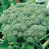 Broccoli 'Calabrese Natalino', ekologisk
