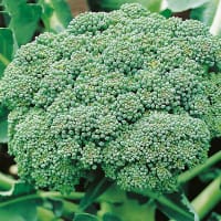 Frö till 'Calabrese Natalino'