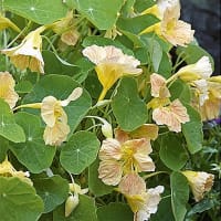 Dvärgkrasse 'Tip Top Pink Blush'