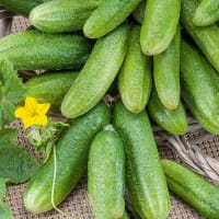 Frö till Gurka 'Hokus'