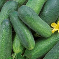 Frö Gurka 'Santana' F1