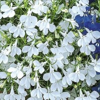 Hänglobelia 'White Cascade'