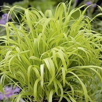 Hässlebrodd 'Aureum'