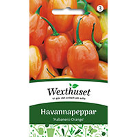 Frö till Havannapeppar, Capsicum chinense 'Habanero Orange'