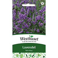 Frö till lavendel, Lavandula angustifolia 'Mini Blue'