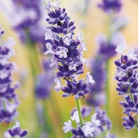 Lavendel, ekologisk