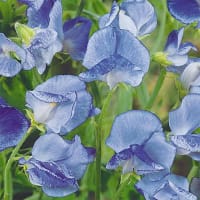 Luktärt 'Blue ripple'