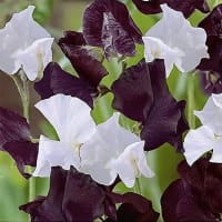 Frö till Luktärt 'Day & night'