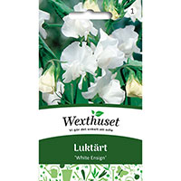 Luktärt 'White Ensign', Lathyrus odoratus