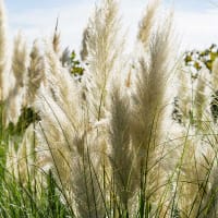 Pampasgräs 'Pampas Plume'