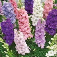 Romersk Riddarsporre, mix