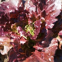 Sallat 'Florinred'