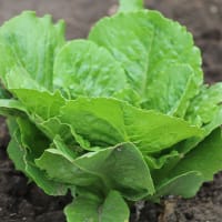 Romansallat 'Parris Island Cos', ekologisk