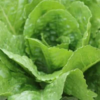 Romansallat 'Parris Island Cos', ekologisk