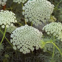 Frö till Slöjsilja