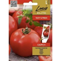 Tomat 'Califfo' F1